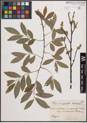 Foto von Salix cinerea L. x Salix purpurea L.